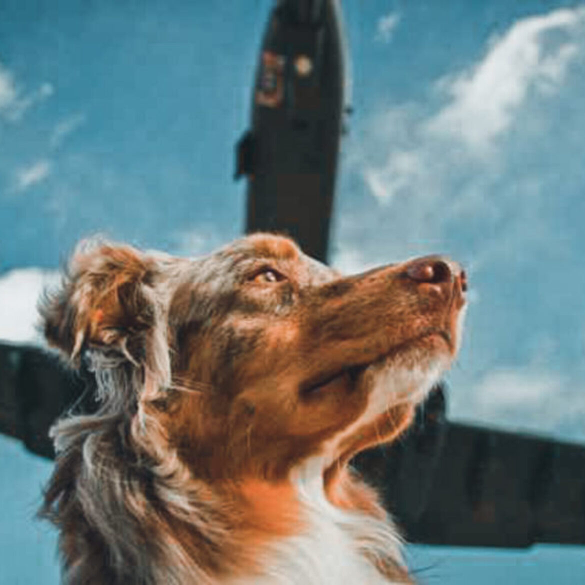 Dog with jet overhead