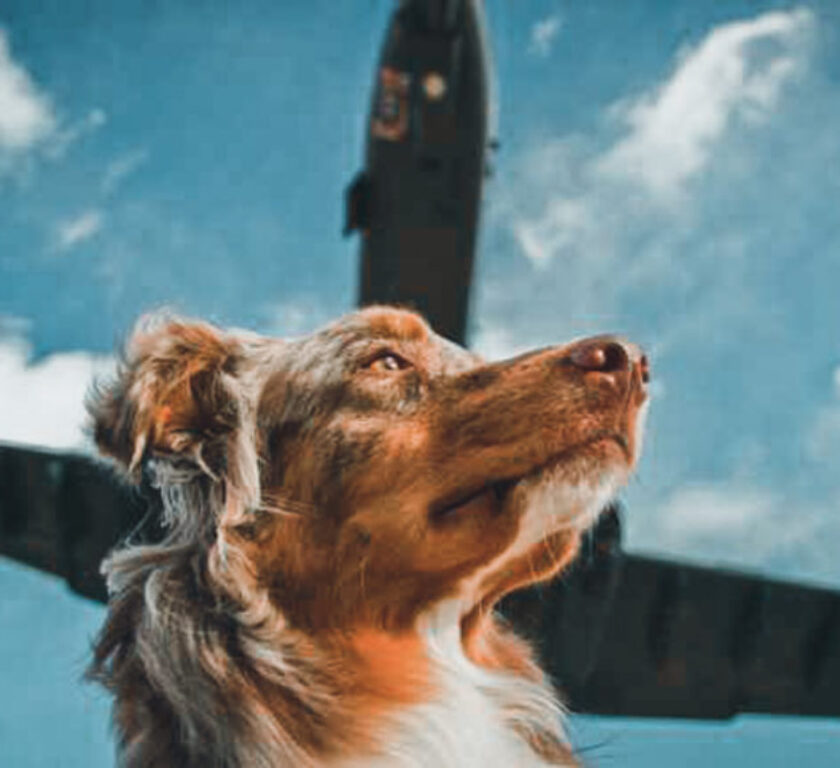 Dog with jet overhead