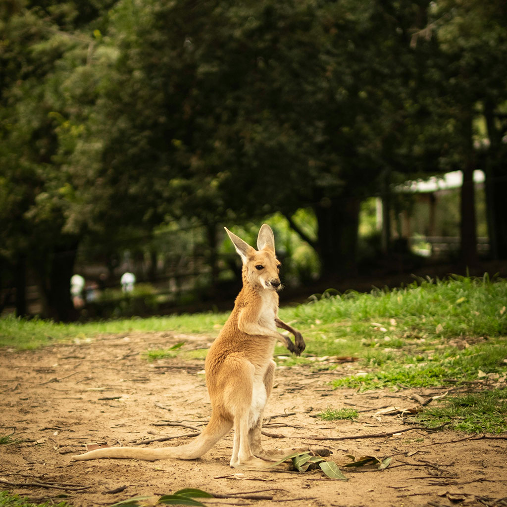 lone pine sanctuary