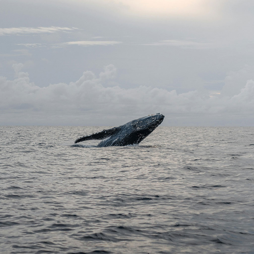 Avistamiento de ballenas