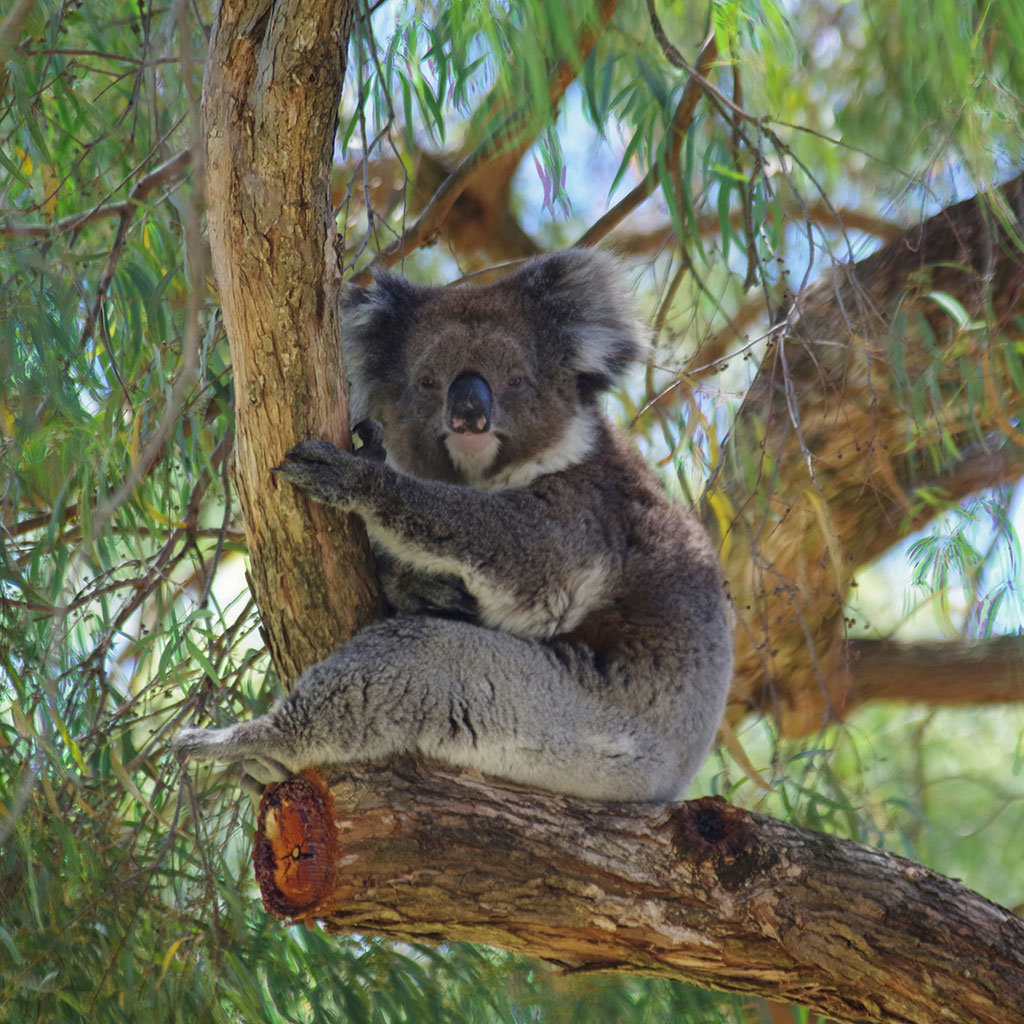 Parque Nacional de Noosa