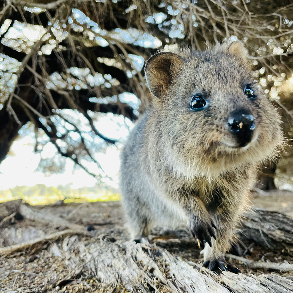 Rottnest Island