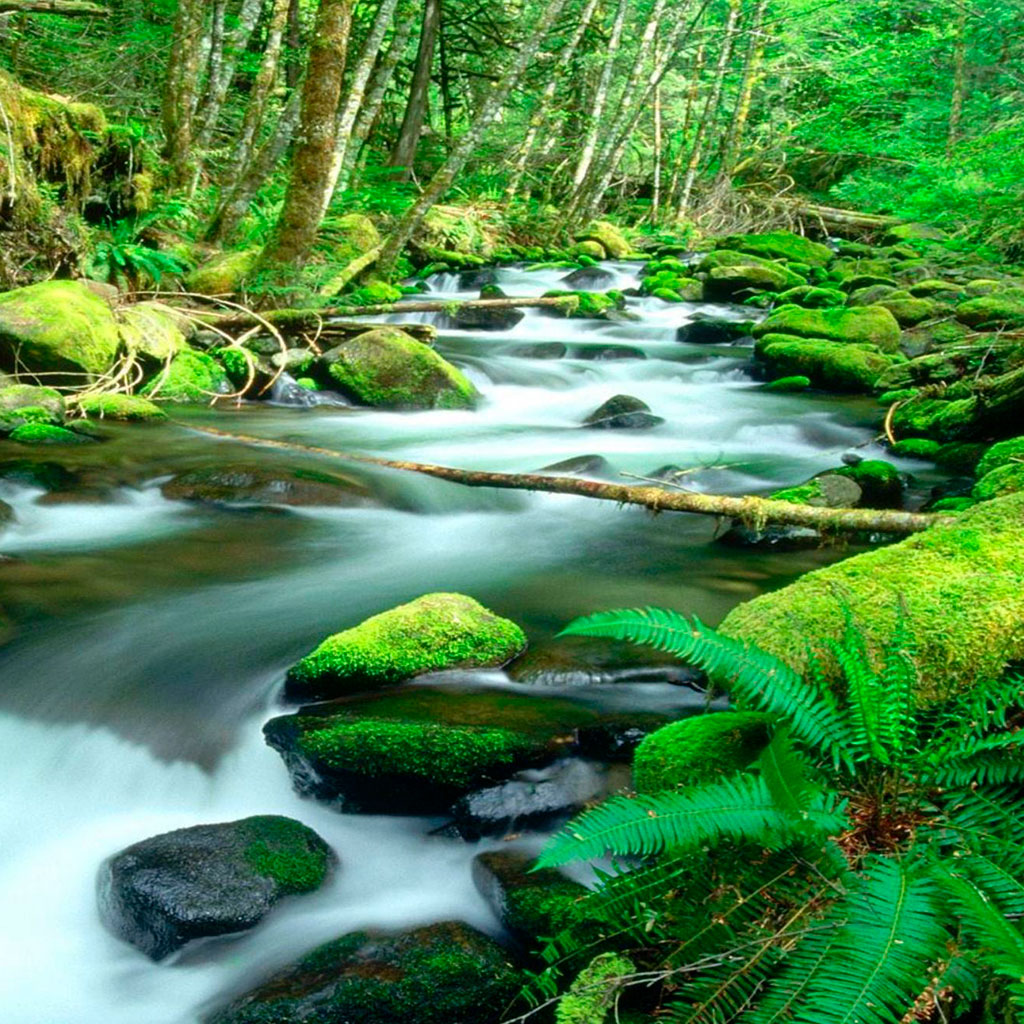 daintree rainforest