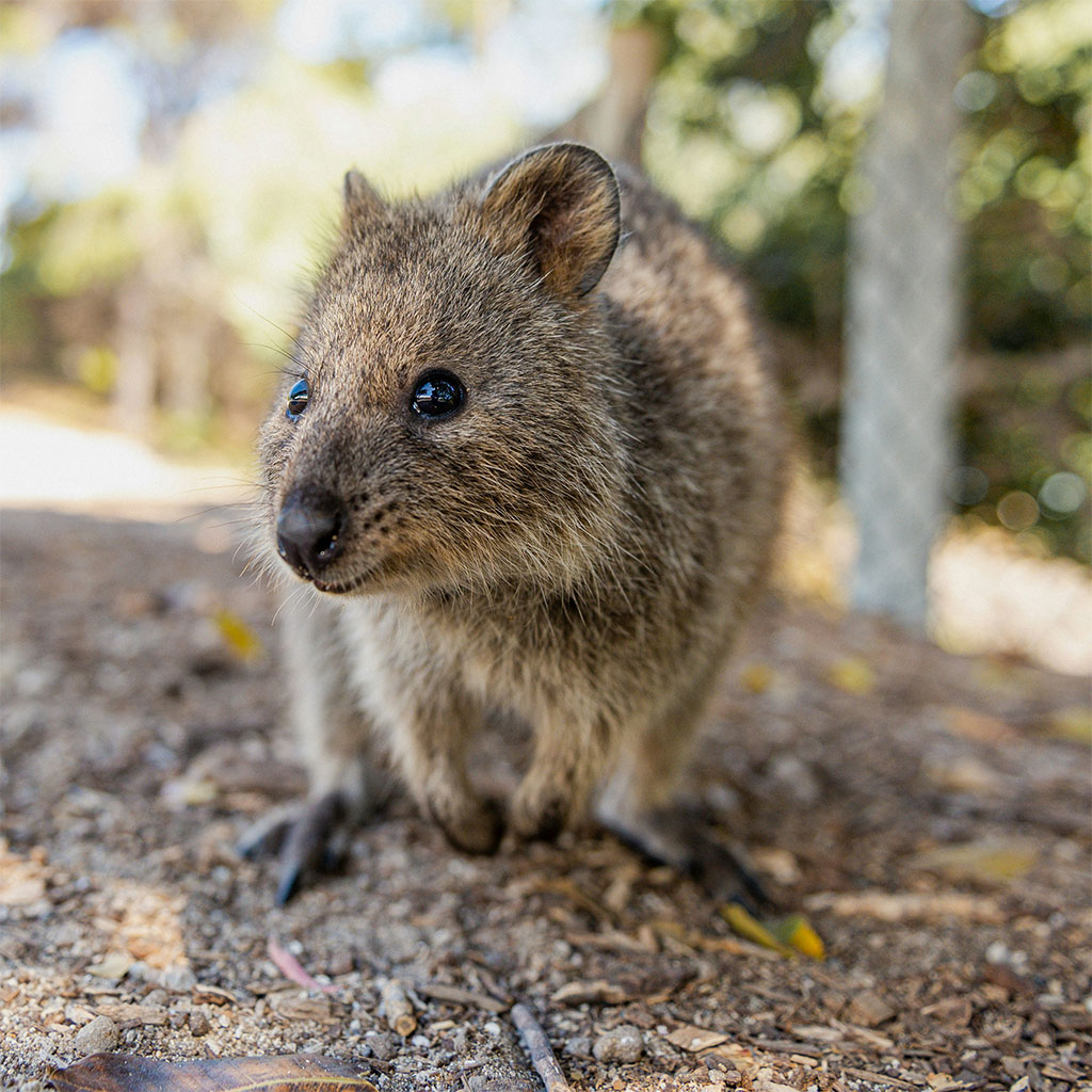 desventajas de vivir en perth