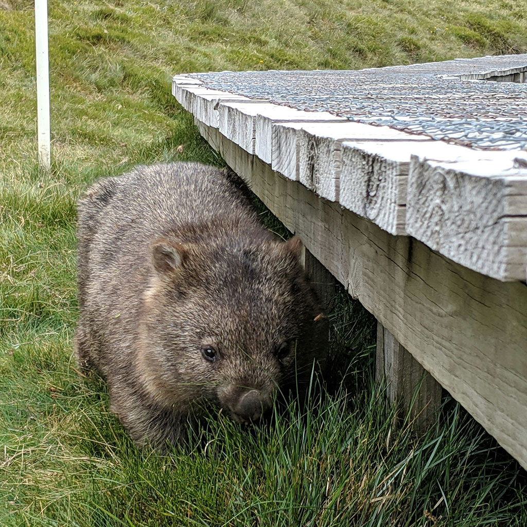 ventajas de vivir en hobart