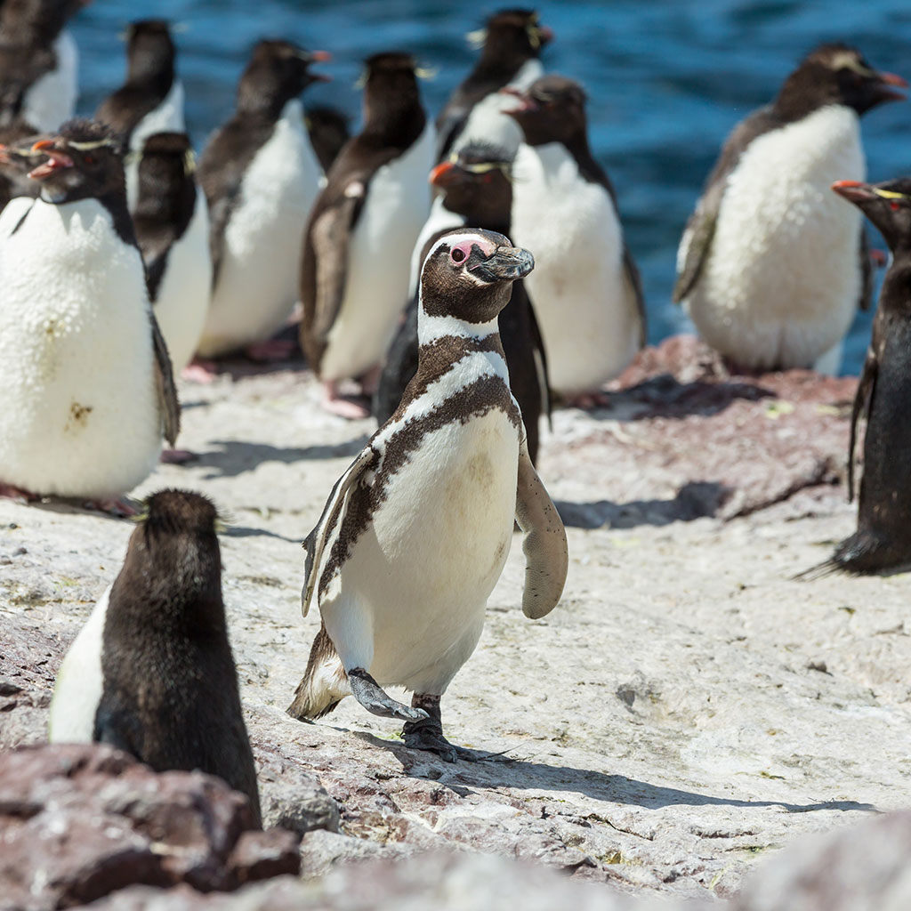 ver pinguinos